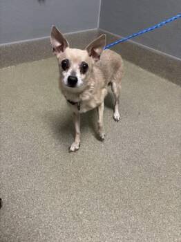 NONIE -  Chihuahua Dog Available for Adoption in Las Vegas, Nevada - NONIE | PetCurious