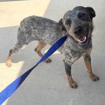 Olivia -  Australian Cattle Dog Blue Heeler Dog for Adoption in Harlingen, Texas - Olivia | PetCurious
