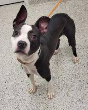 Dizzy -  Pit Bull Terrier and Mixed Breed Dog for Adoption in Kansas City, Missouri - Dizzy | PetCurious
