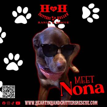 Nona -  Chocolate Labrador Retriever and Great Pyrenees Dog for Adoption in Stewart, Tennessee - Nona | PetCurious