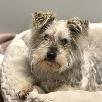 Pretty Boy -  Miniature Schnauzer Dog for Adoption in Sacramento, California - Pretty Boy | PetCurious