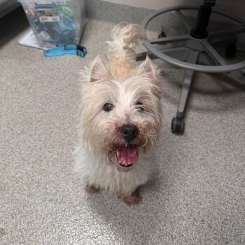 Zeke -  West Highland White Terrier Westie Dog for Adoption in Englewood, Florida - Zeke | PetCurious