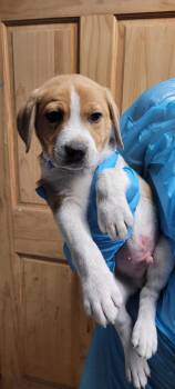 Mixed Breed Dogs Available for Adoption in Chillicothe, Ohio - Canasta | PetCurious