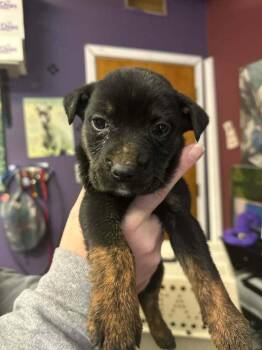 Mixed Breed Dogs Available for Adoption - Fanta | PetCurious