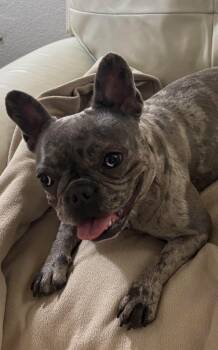 French Bulldog Dogs Available for Adoption in Lutz, Florida - Kali | PetCurious