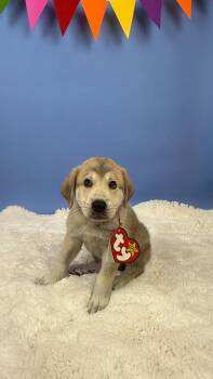 Claude Crab -  Great Pyrenees and Anatolian Shepherd Dog for Adoption in Phoenix, Arizona - Claude Crab | PetCurious