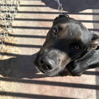 Mixed Breed Dogs Available for Adoption in Palm Springs, California - Dexter / Dunkin | PetCurious