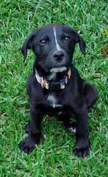 Maverick -  Mixed Breed Dog for Adoption in Northwood, New Hampshire - Maverick | PetCurious