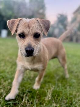 Rescue Terrier Dogs for Adoption in Coachella, California - Sampson | PetCurious