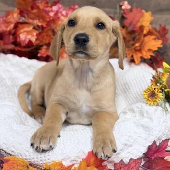 Ravi -  Mixed Breed Dog for Adoption in Medford, Oregon - Ravi | PetCurious