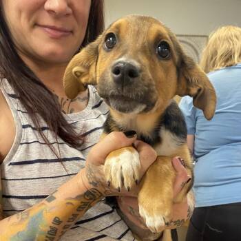 Australian Cattle Dog Blue Heeler and Mixed Breed Dogs Available for Adoption in Grand Junction, Colorado - Keystone | PetCurious