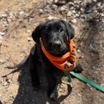German Shepherd Dog and Golden Retriever Dogs Available for Adoption in Spanish Fork, Utah - Rin Tin Tin | PetCurious