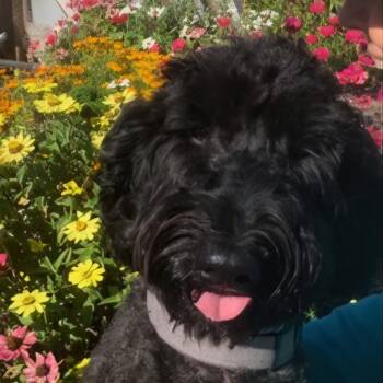 Rescue Mixed Breed Dogs for Adoption in Fort Bragg, California - Chevy | PetCurious