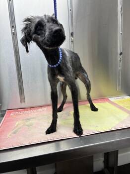 Victory -  Terrier Dog for Adoption in Marietta, Georgia - Victory | PetCurious
