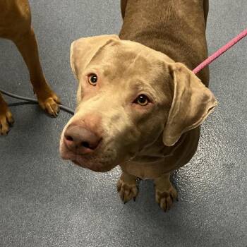 Kira -  Labrador Retriever Dog for Adoption in Saint Joseph, Missouri - Kira | PetCurious
