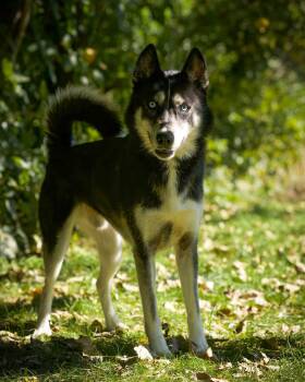 NITRO CIRCUS (0228) -  Husky Dog for Adoption in Bridgeport, Connecticut - NITRO CIRCUS (0228) | PetCurious