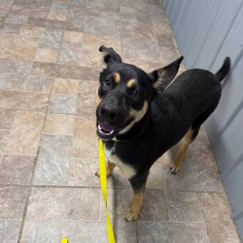 Shepherd and Husky Dogs Available for Adoption in Homer, New York - Bean | PetCurious