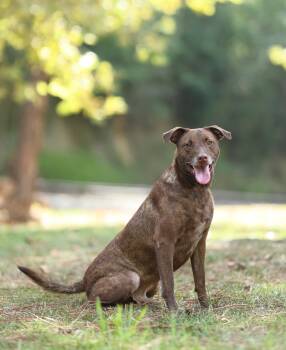 Noble -  Chocolate Labrador Retriever and Labrador Retriever Dog for Adoption in Lucedale, Mississippi - Noble | PetCurious