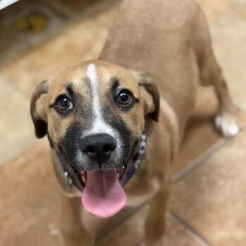 FWT Adam -  Mixed Breed Dog for Adoption in Midland, Texas - FWT Adam | PetCurious