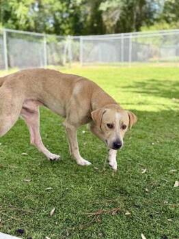 Bow - 1 -  Labrador Retriever and Mixed Breed Dog for Adoption in Daytona Beach, Florida - Bow - 1 | PetCurious