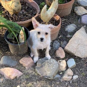 Chihuahua Dogs Available for Adoption in Sacramento, California - Lodi (Alfie) | PetCurious