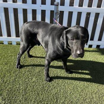 BULL DURHAM -  Labrador Retriever Dog for Adoption in Modesto, California - BULL DURHAM | PetCurious