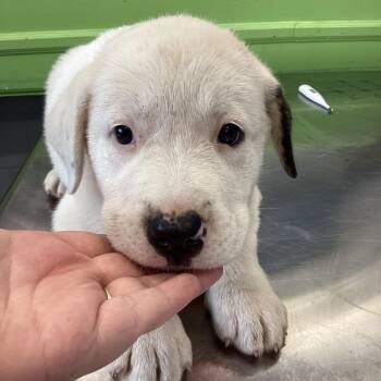 Rye -  Terrier and Pit Bull Terrier Dog for Adoption in Montgomery, Alabama - Rye | PetCurious