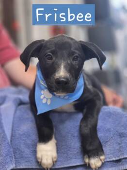 Frisbee -  German Shepherd Dog Dog for Adoption in Walthill, Nebraska - Frisbee | PetCurious