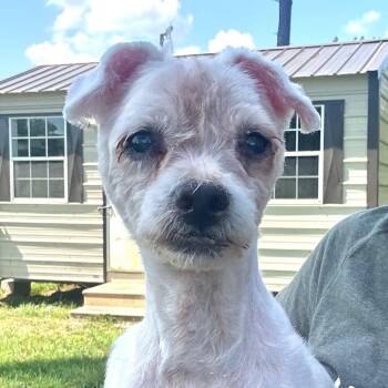 Lou -  Maltese Dog for Adoption in Houston, Texas - Lou | PetCurious