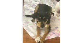 Rescue Chihuahua Dogs for Adoption in New York, New York - Austin (NY) | PetCurious