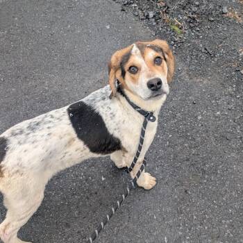 Hound Dogs Available for Adoption in Watertown, New York - Henry L-8-26 | PetCurious
