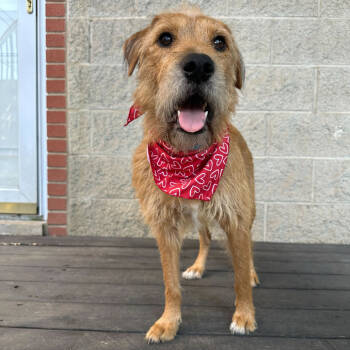 Rescue Terrier and Mixed Breed Dogs for Adoption in Skokie, Illinois - Dawn | PetCurious