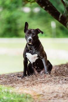 Mavis -  Pit Bull Terrier Dog for Adoption in Greensboro, Georgia - Mavis | PetCurious