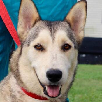 Rescue Husky Dogs for Adoption in Austin, Texas - Simi JuM | PetCurious