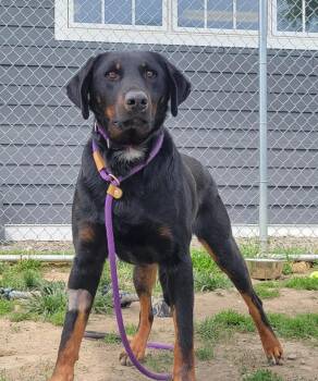Little Man -  Mixed Breed Dog Available for Adoption in Cooperstown, New York - Little Man | PetCurious