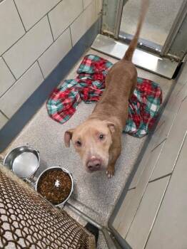 Louie -  American Staffordshire Terrier and Mixed Breed Dog for Adoption in Disputanta, Virginia - Louie | PetCurious
