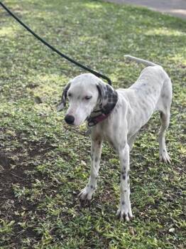 Cosmo -  Hound and Mixed Breed Dog for Adoption in Honolulu, Hawaii - Cosmo | PetCurious