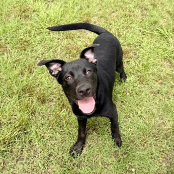 Roanoke -  Black Labrador Retriever and Mixed Breed Dog for Adoption in Riverwoods, Illinois - Roanoke | PetCurious