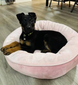 German Shepherd Dog and Doberman Pinscher Dogs Available for Adoption - Nami | PetCurious