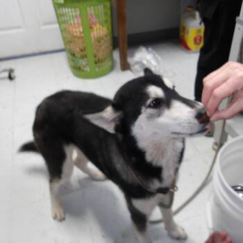 Lizzie -  Husky and Mixed Breed Dog for Adoption in Marble, North Carolina - Lizzie | PetCurious