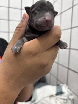 pup 6 -  Mixed Breed Dog for Adoption in El Paso, Texas - Pup 6 | PetCurious