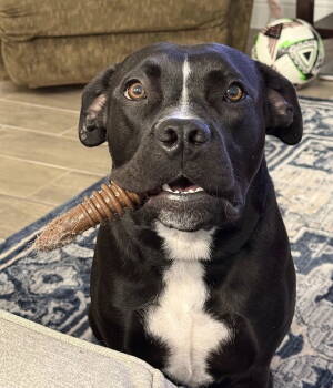 Rescue Pit Bull Terrier Dogs for Adoption in Dallas, Texas - Luna XXXV (New Digs) | PetCurious