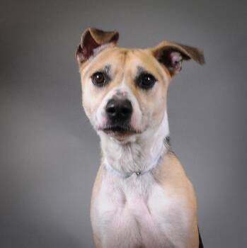 Shepherd Dogs Available for Adoption in Houston, Texas - Marcus | PetCurious