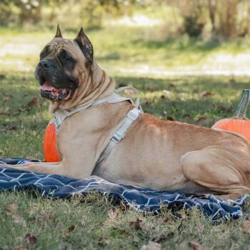 Shea -  Cane Corso and Mastiff Dog for Adoption in Madisonville, Kentucky - Shea | PetCurious