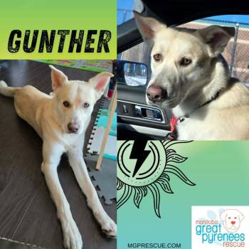 Husky Dogs Available for Adoption - Gunther | PetCurious