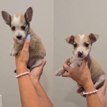 Jenny -  Terrier Dog for Adoption in Newport, Kentucky - Jenny | PetCurious