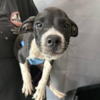 Georgey -  Pit Bull Terrier Dog for Adoption in Birmingham, Alabama - Georgey | PetCurious