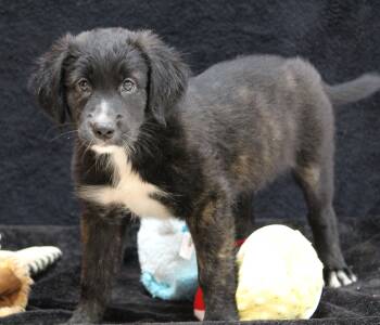 Doris -  Retriever Dog for Adoption in Portage, Wisconsin - Doris | PetCurious