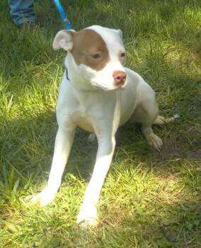 260899  Bailey -  Pit Bull Terrier Dog for Adoption in Wetumpka, Alabama - 260899  Bailey | PetCurious
