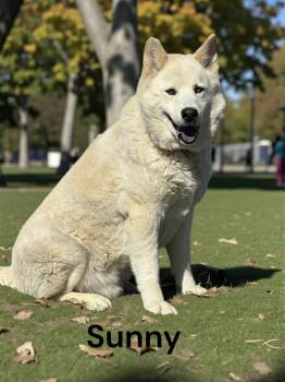 Jindo Dogs Available for Adoption - Sunny  | PetCurious